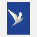 White Bird Blue Sky Art Print